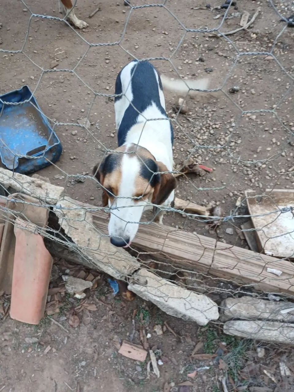 Venda de animais 