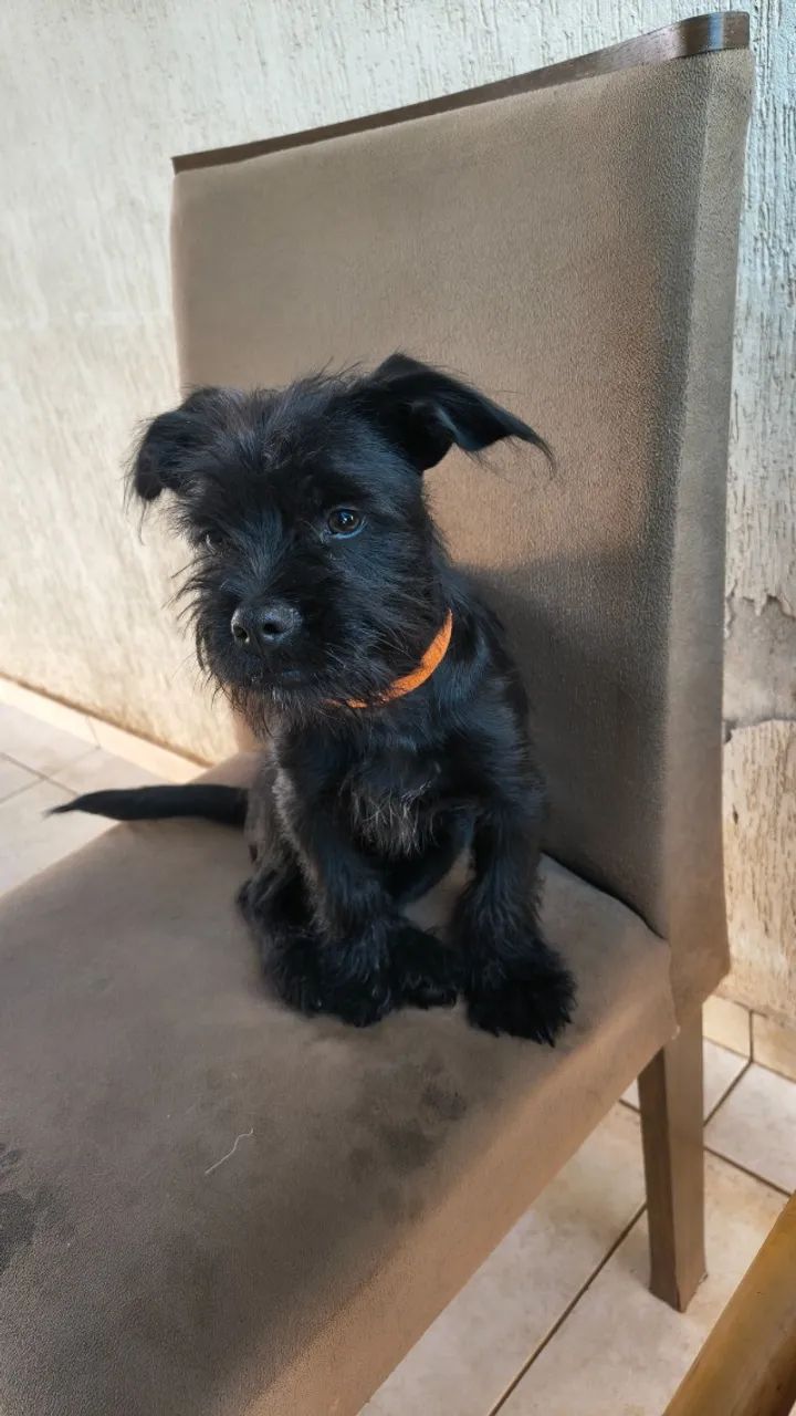 Doando esse cachorro  - Foto 4