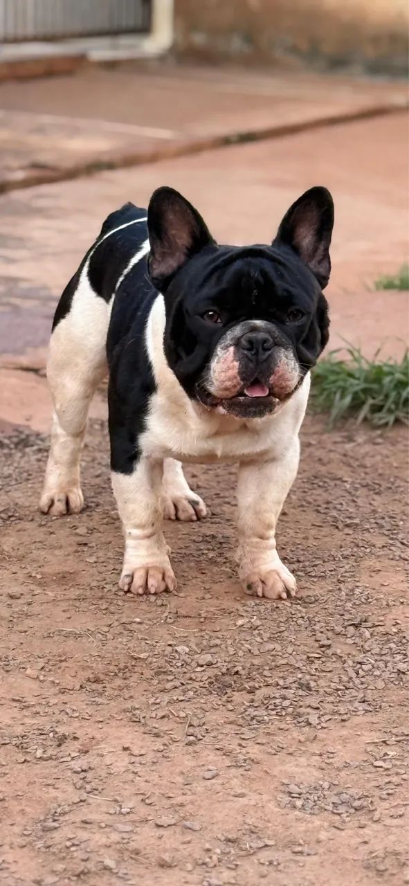 Buldogue francês - Foto 5