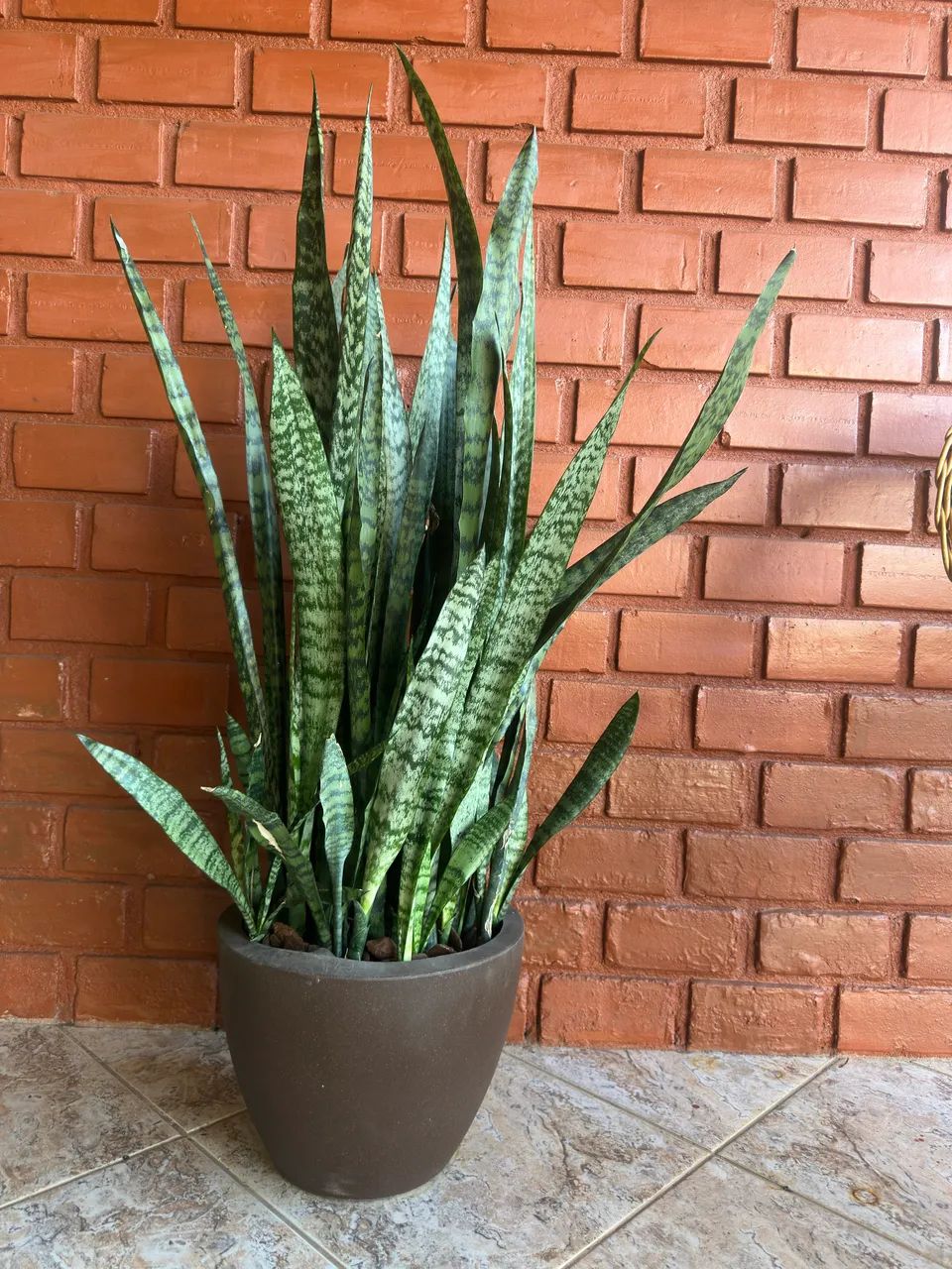 Espada São Jorge vaso  - Foto 2