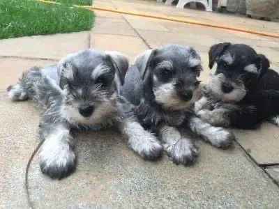 Schnauzer tomando sol com os irmãos 