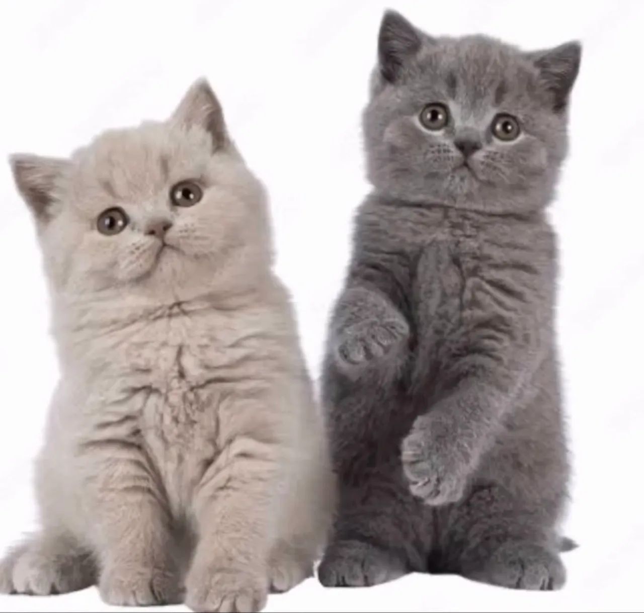 Filhotes gato Britsh Shorthair - ler descrição por favor 