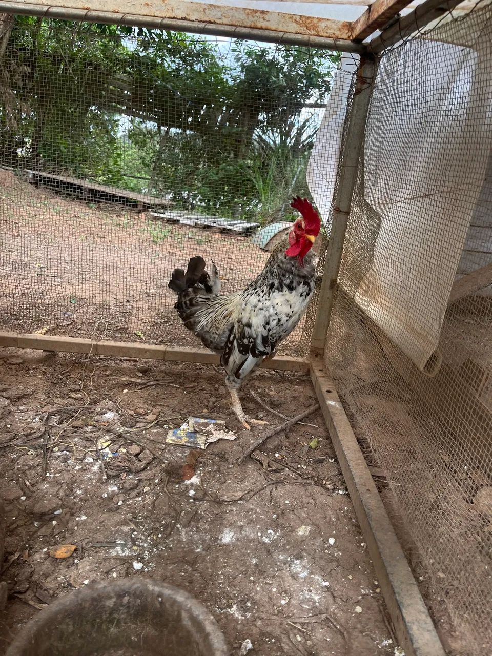 Vende se galinhas  - Foto 2