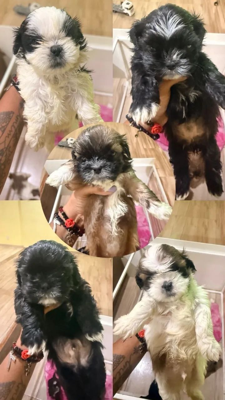 Filhotes de shih tzu