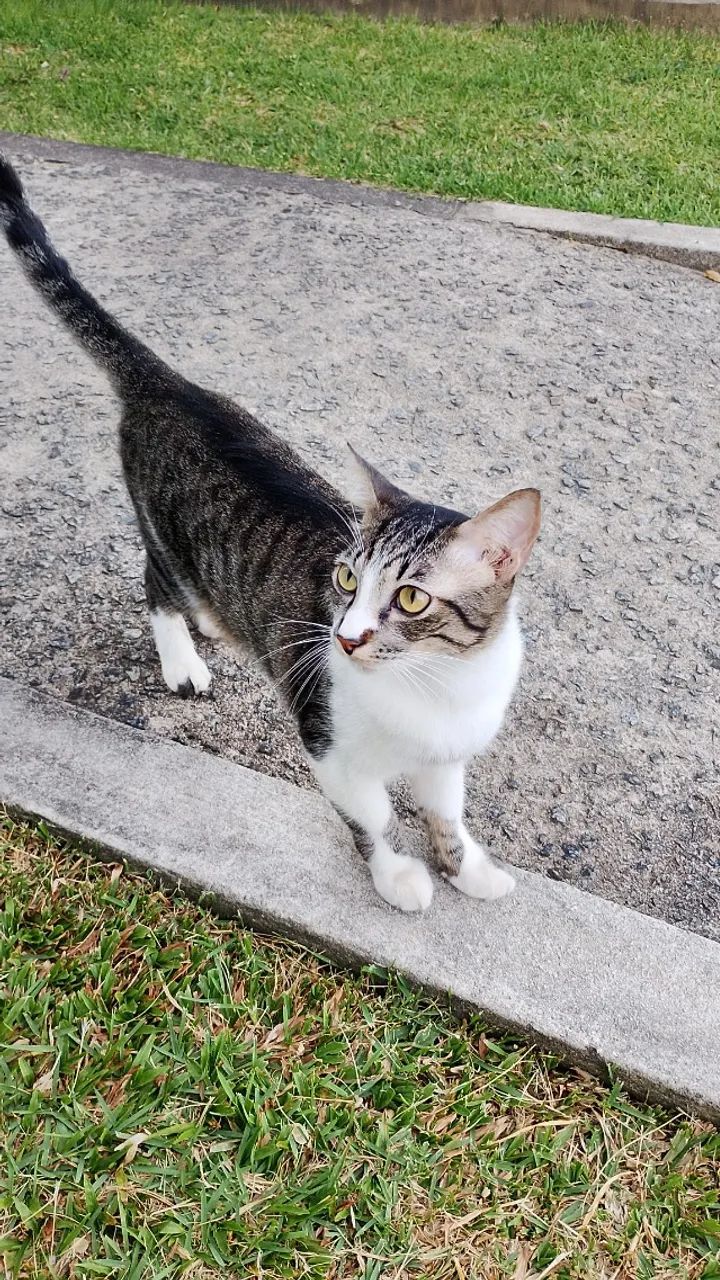 Gato castrado