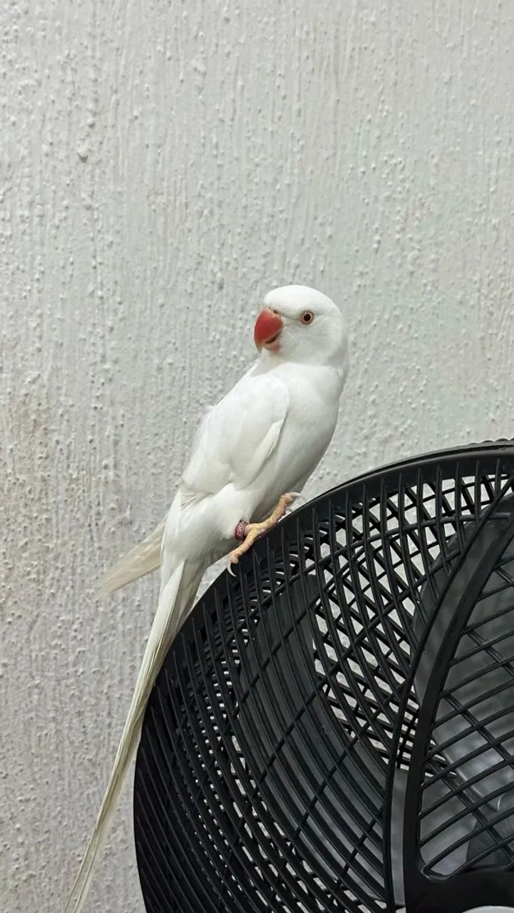 Gaiola  - Foto 3