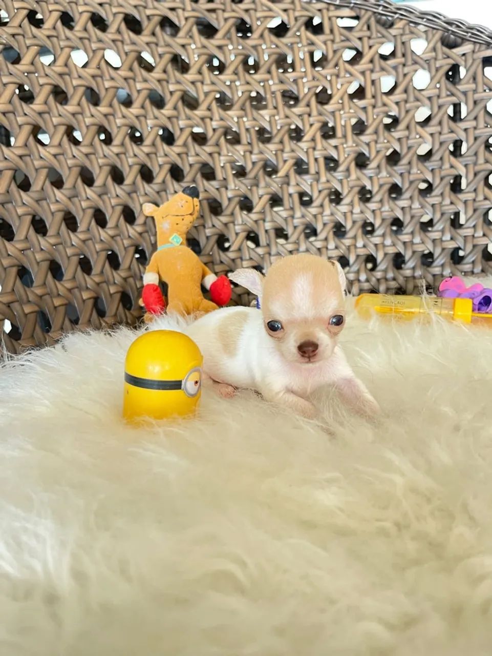 Chihuahua macho micro  - Foto 4