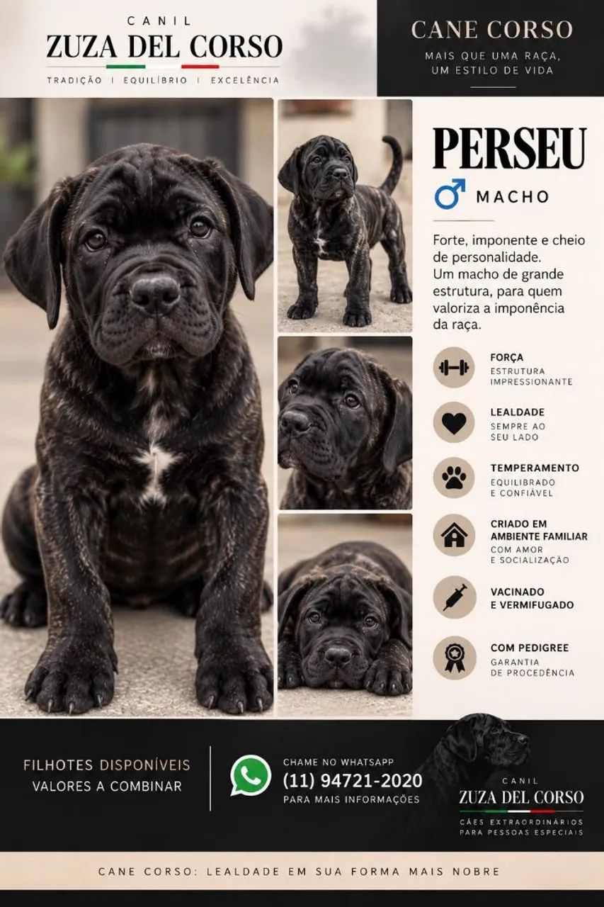 Filhote Cane Corso  - Foto 3