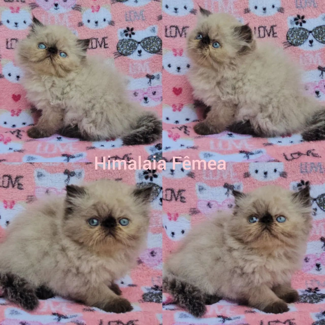 Persas, Exóticos e Himalaios Filhotes - Gatil BSB Cat  - Foto 2