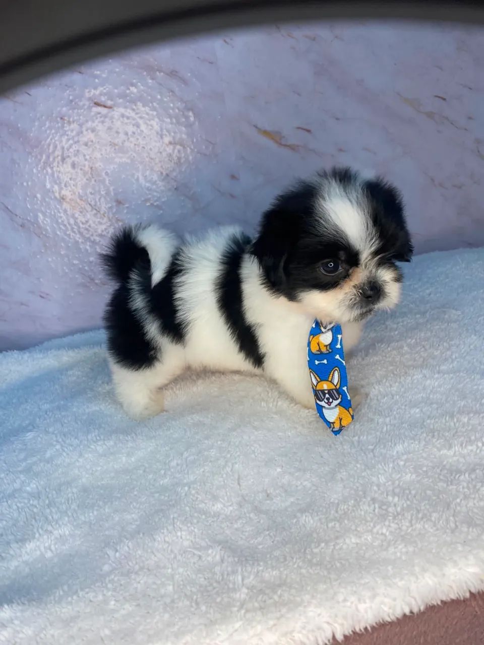Cachorro  - Foto 3
