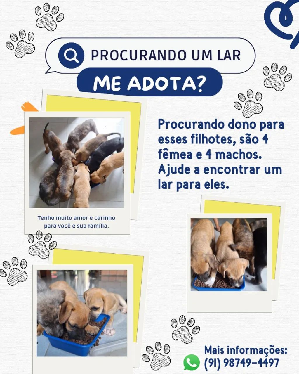 CACHORRO PARA DOAÇÃO 