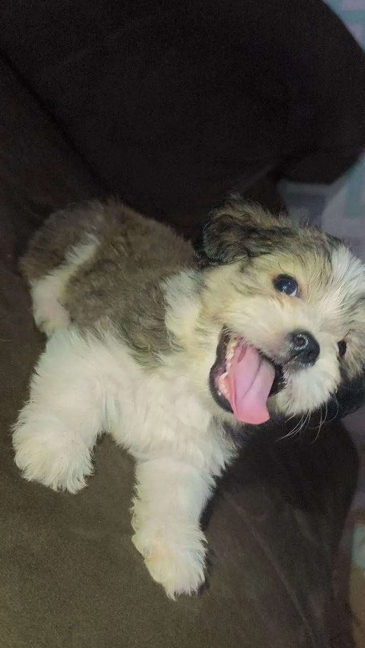 Cachorro ? - Foto 3