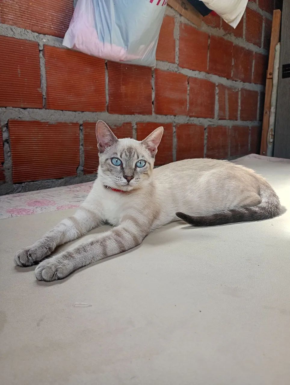 Gata para adoção  - Foto 2