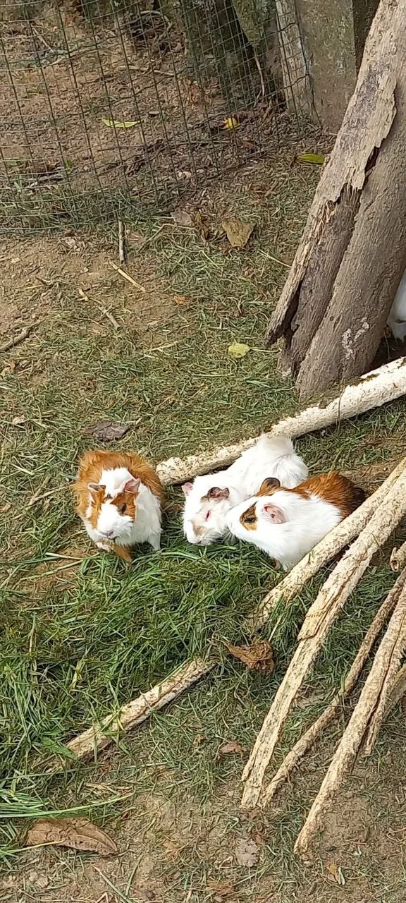 LINDOS PORQUINHOS DA INDIA EM BLUMENAU - Foto 2