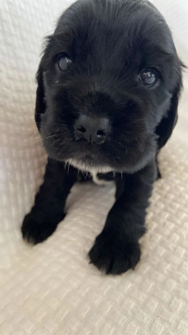 Filhotes de Cocker Spaniel Inglês à venda  - Foto 5