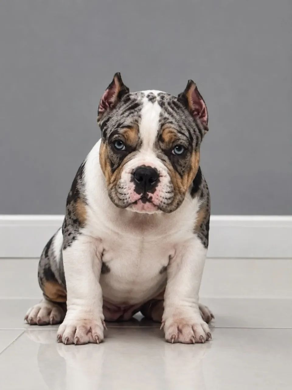 AMERICAN BULLY - Foto 3