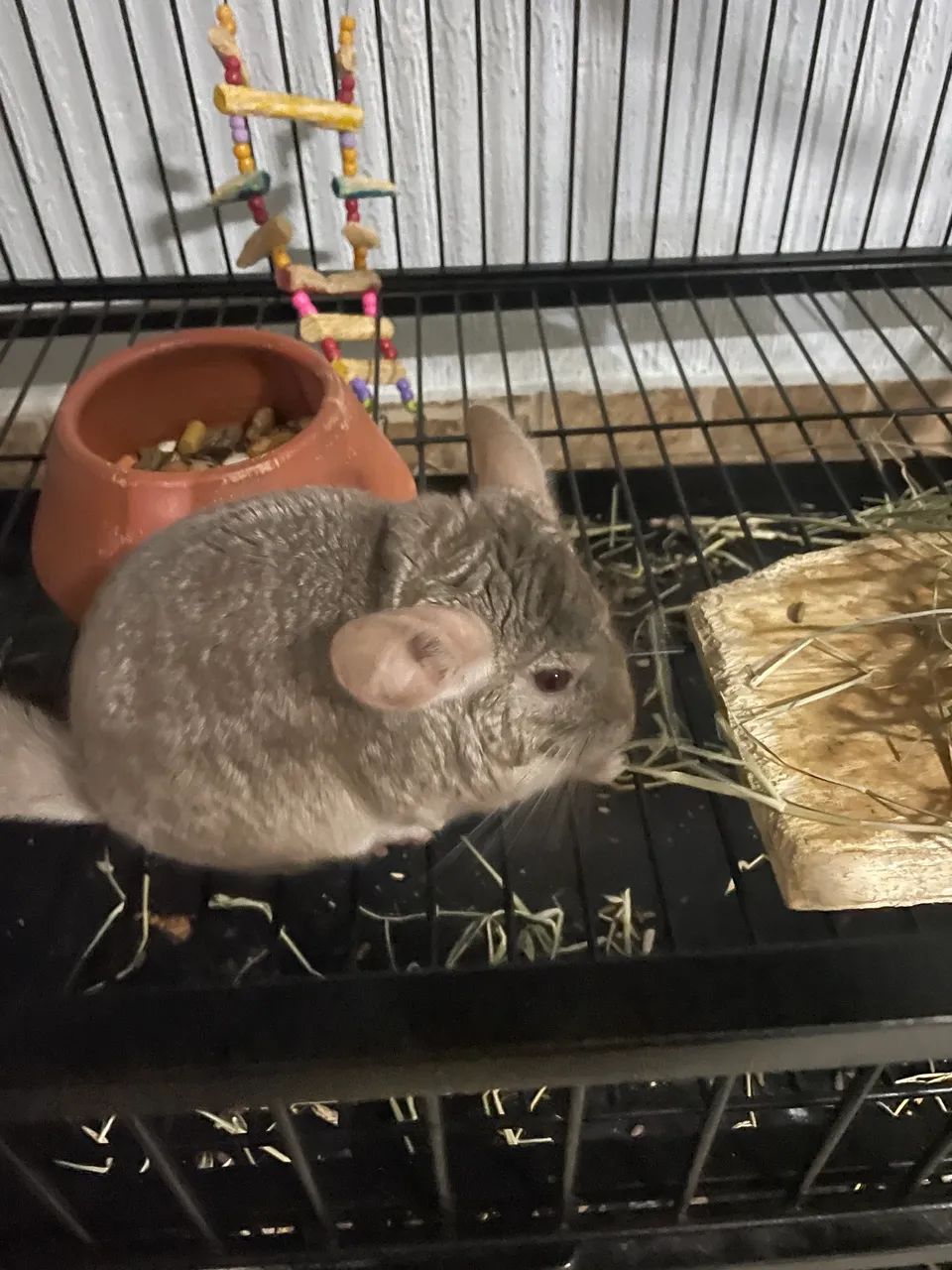 Lindo macho de chinchila  - Foto 4