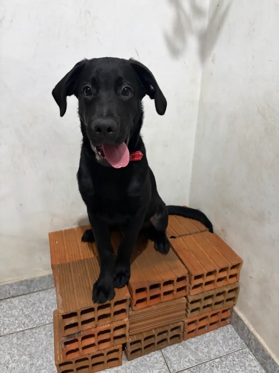 Cachorro labrador de 5 meses 
