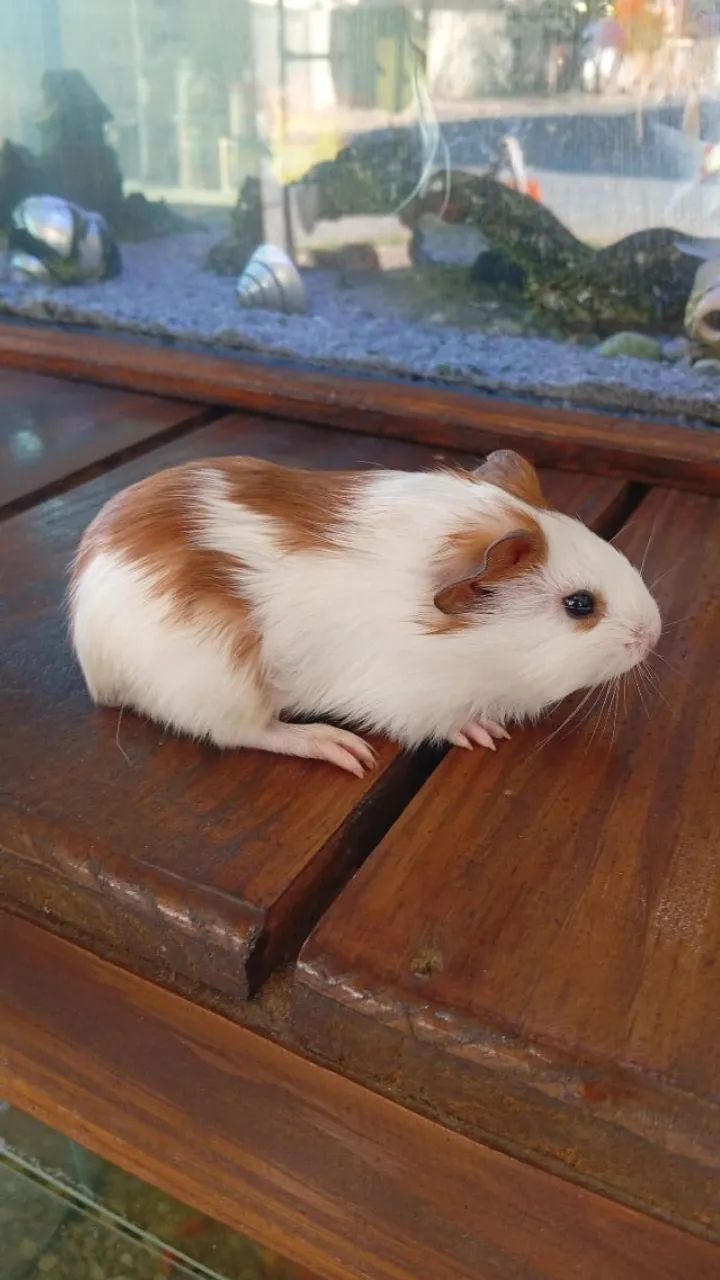 Porco da Índia - O melhor dos Pet's - Foto 3