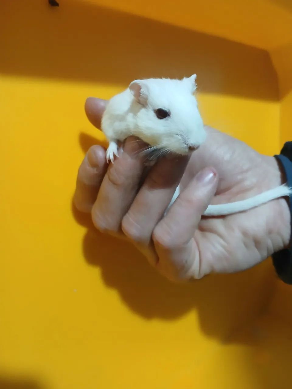 Esquilo da Mongólia  - Foto 3