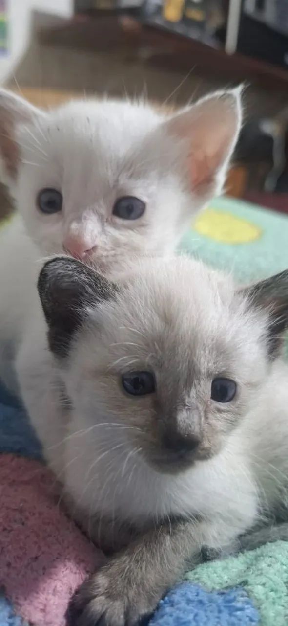 Gatinhos bebes