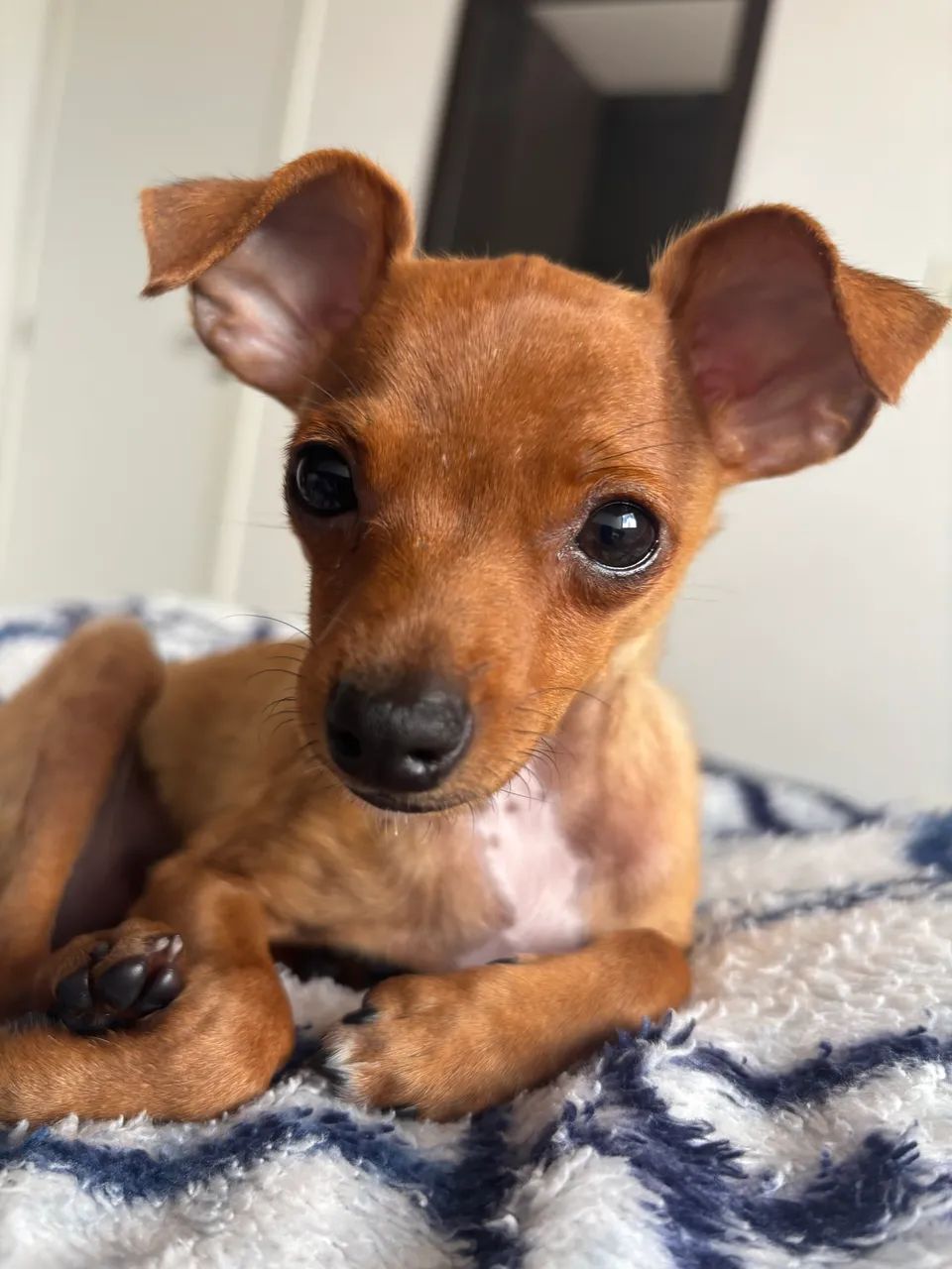 Pinscher zero  - Foto 2