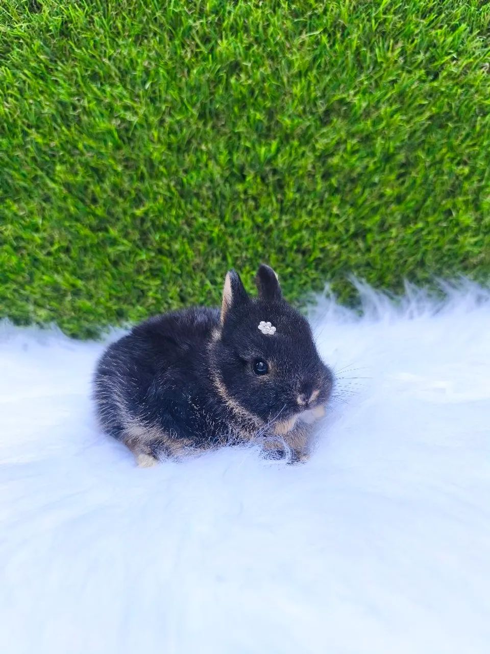 Coelho anão (Netherland Dwarf) - Foto 2