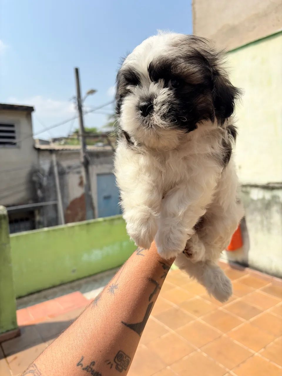 Shitzu Macho - Foto 2