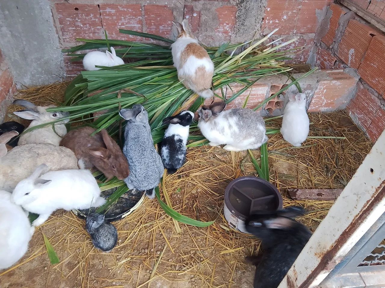 COELHOS  - Foto 3