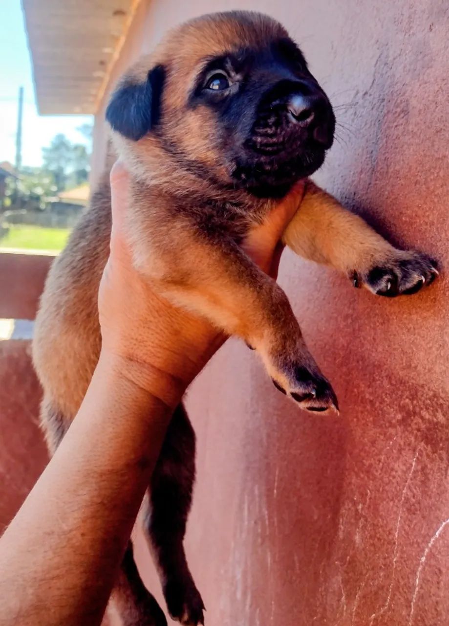 Filhotes de pastor Belga Malinois  - Foto 4