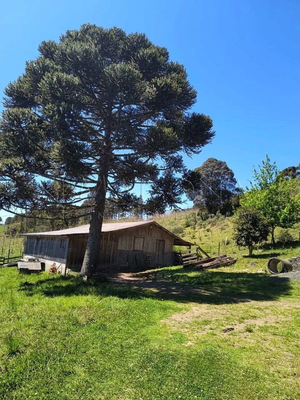 Sítio com 84.348,00m2, casa com 215m2, Bom Jesus da Serra, SC - Foto 5
