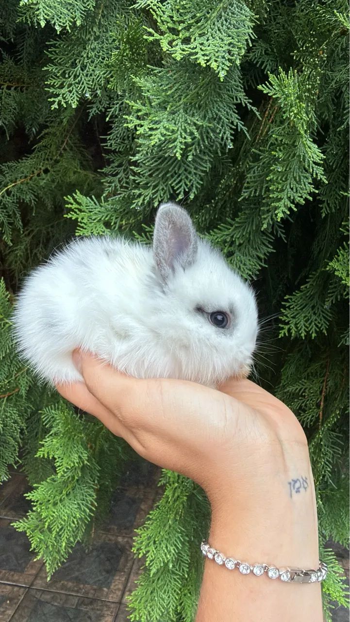 Coelhos anões  - Foto 2