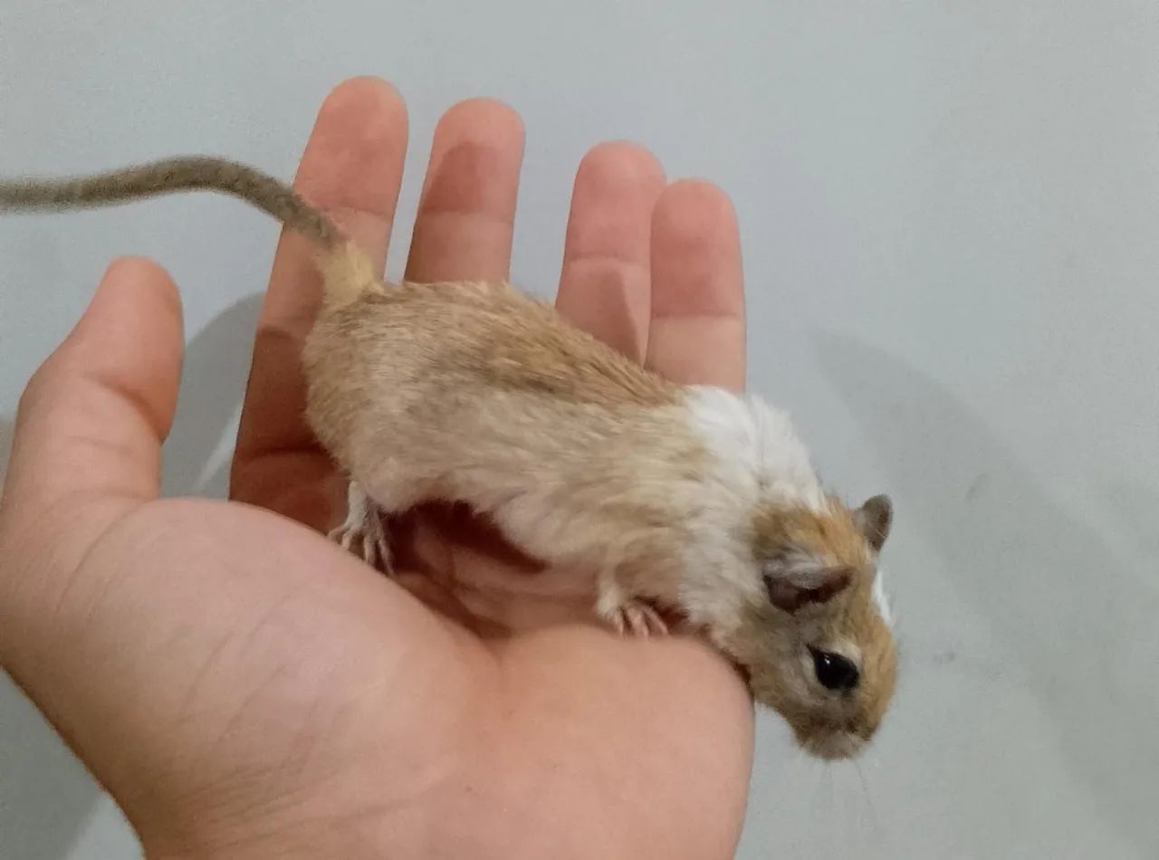 ESQUILO DA MONGÓLIA GERBIL, RATINHO HAMSTER 