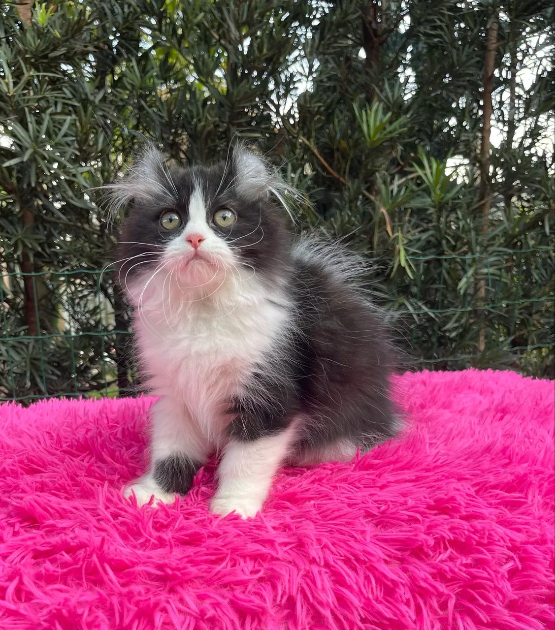 American Curl  - Foto 4