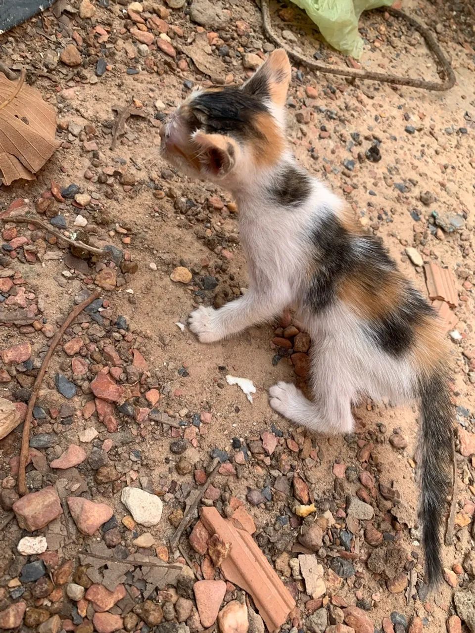 Doa-se gatinhos  - Foto 3