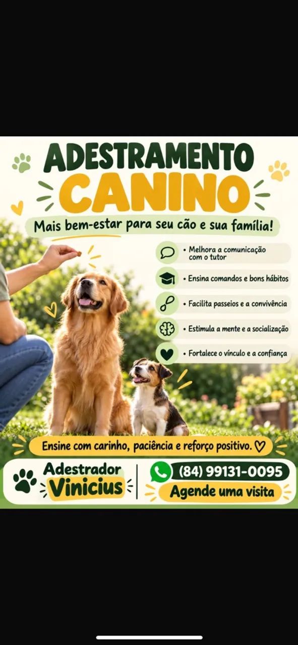 Adestramento básico 