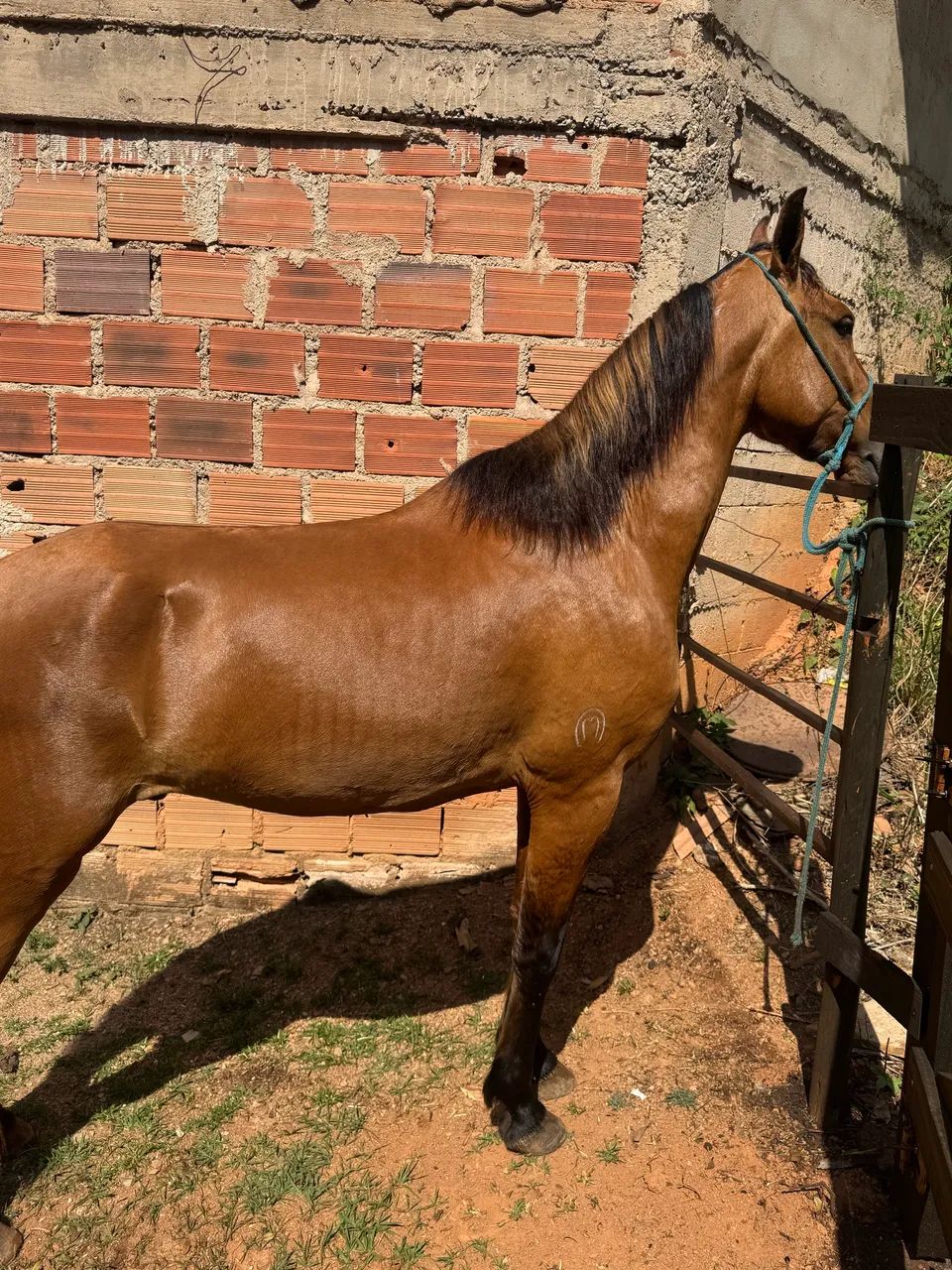 Potro mangalarga  - Foto 2