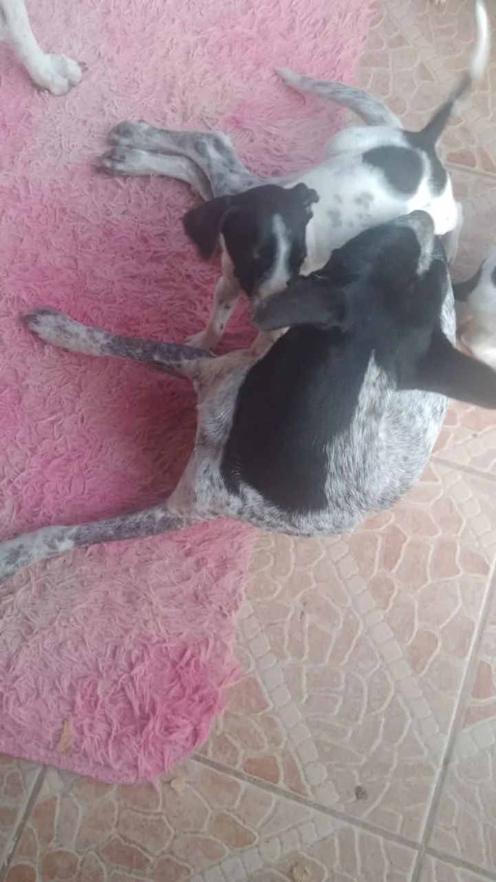 FILHOTES ADOCAO - Foto 2