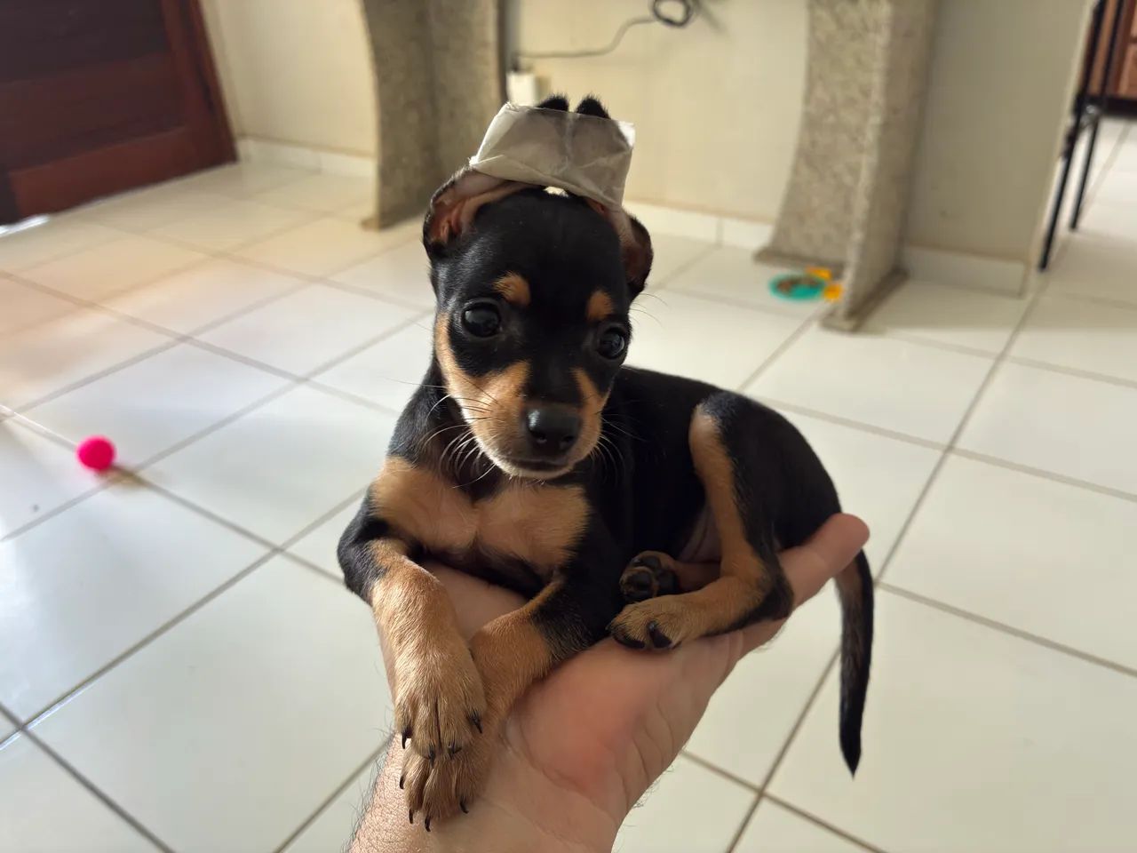 Miniatura Pinscher 0 - Foto 2