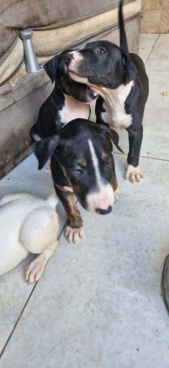 Filhote de bull terrier  - Foto 3