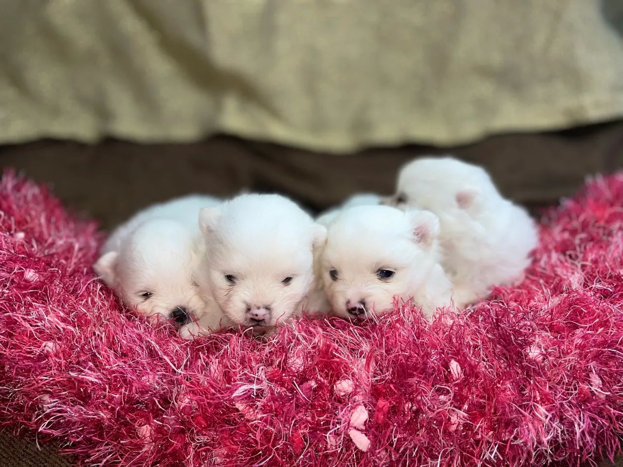 Lulu da Pomerânia fêmeas - Foto 3