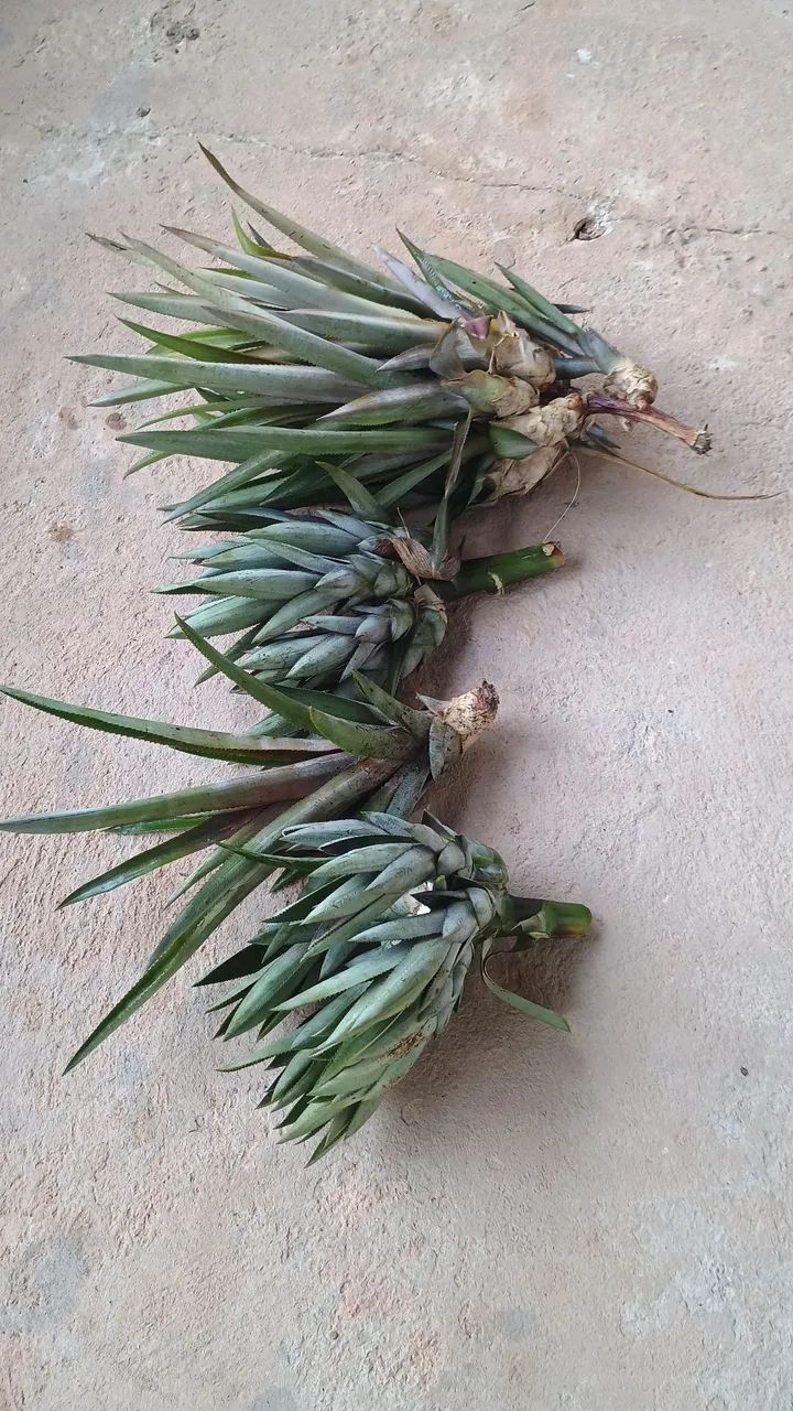 Mudas de abacaxis (flocos)