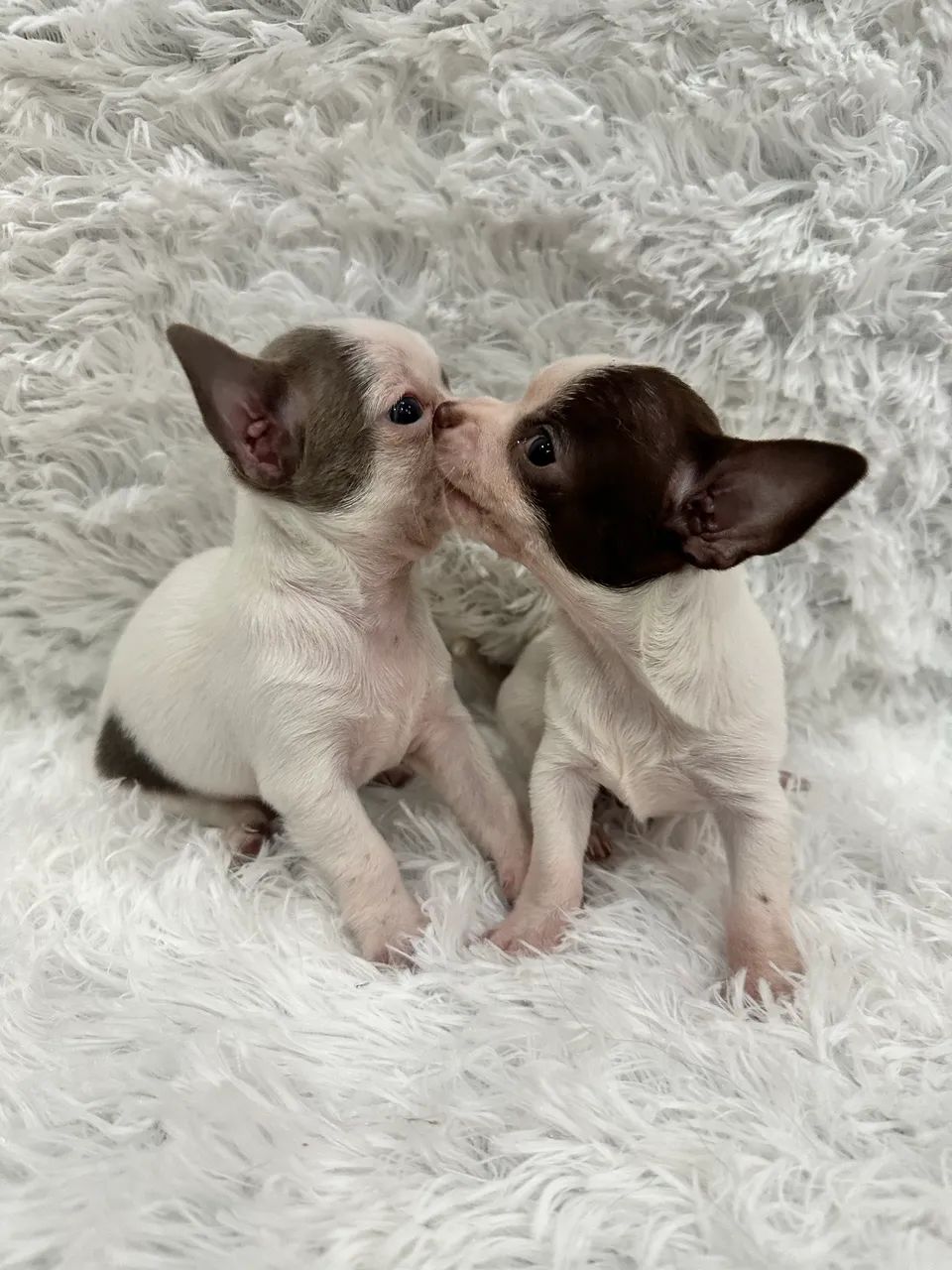 Chihuahua macho pelo curto 2.000 - Foto 3