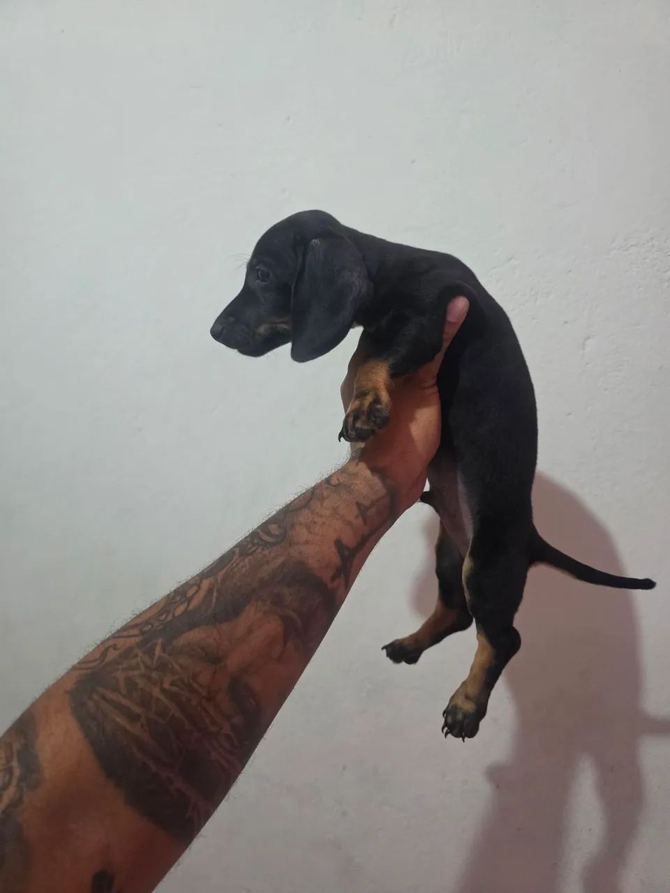 Salshisa machos - Foto 4