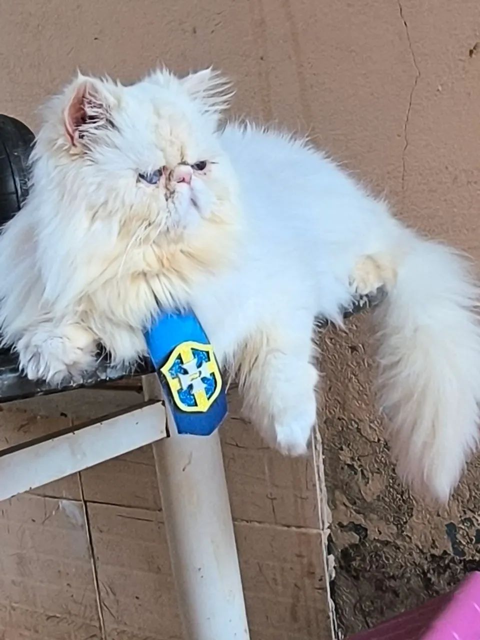 Gato persa macho
