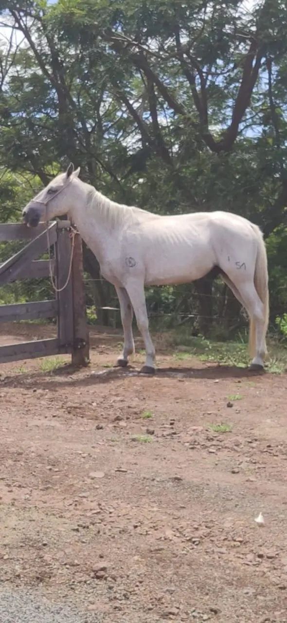 Cavalo Marchador - Venda, Troca - Entrada + Parcelas