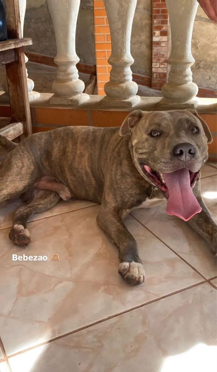 Filhotes de Pitbull  - Foto 4