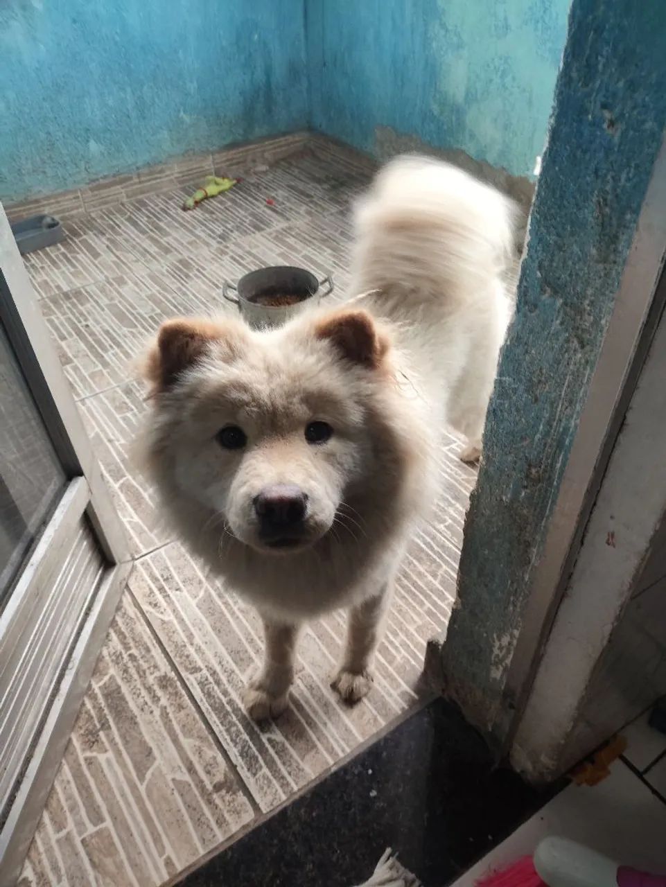 Cachorra 