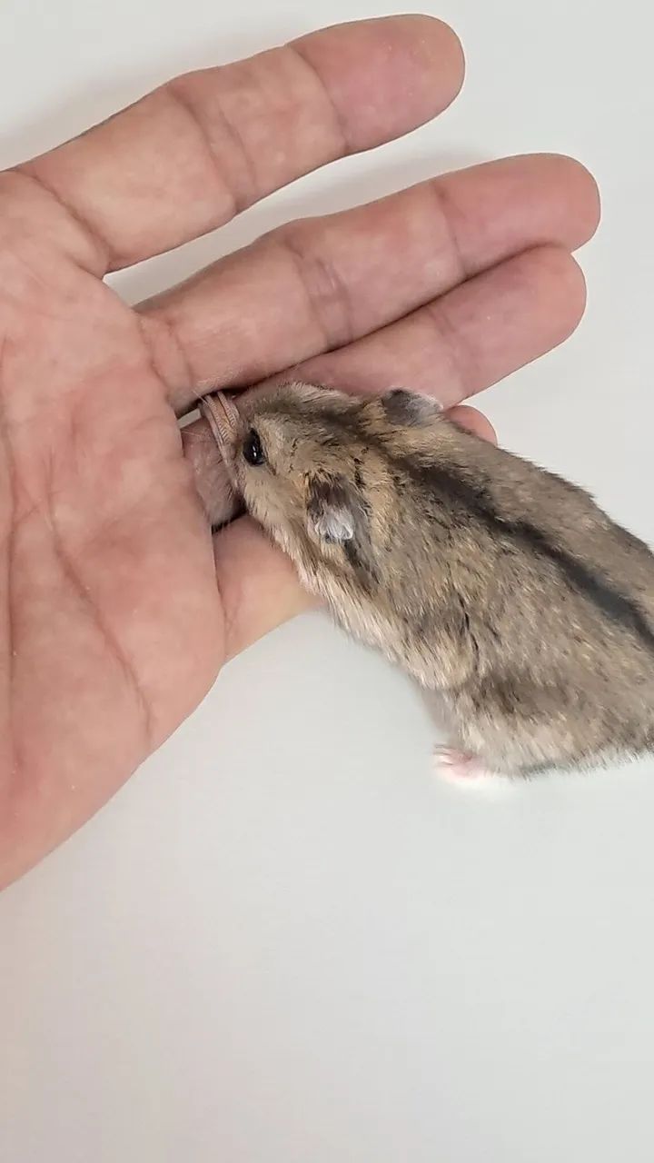 Hamster Anão fofo - Foto 3