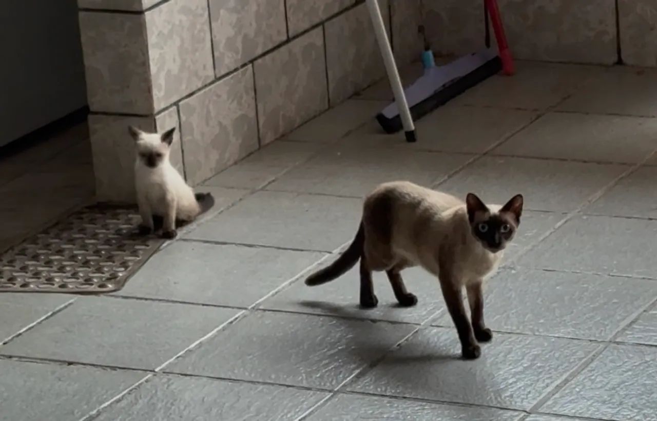 Doação gato siamês  - Foto 3